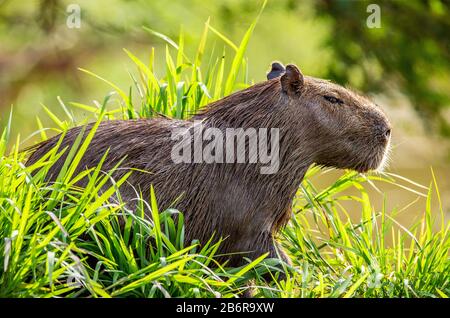 Ritratto di un capybara. Primo piano. Brasile. Parco Nazionale di Pantanal. Sud America. Foto Stock