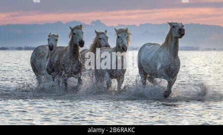 Cavalli Camargue (Equus caballus), gallopping attraverso acqua vicino Saintes-Marie-de-la-Mer, Camargue, Francia, Europa Foto Stock