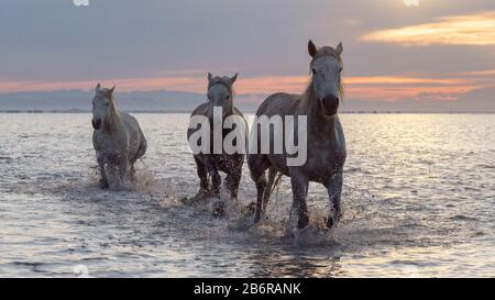 Cavalli Camargue (Equus caballus), gallopping attraverso acqua vicino Saintes-Marie-de-la-Mer, Camargue, Francia, Europa Foto Stock