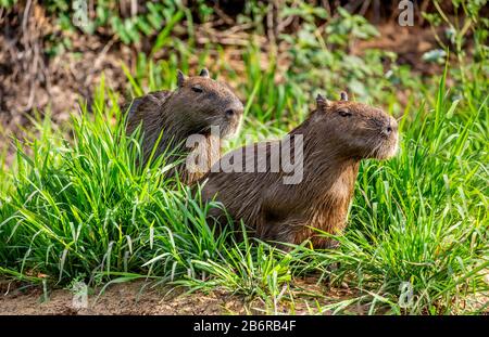 Due capybaras nell'erba vicino al fiume. Primo piano. Brasile. Parco Nazionale di Pantanal. Sud America. Foto Stock