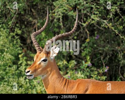 Ritratto di lone Impala buck (Aepyceros melampus) con bella testa di corna nel Parco Nazionale di Nairobi, Kenya, Africa Foto Stock