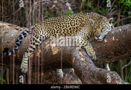 Jaguar si trova su un albero pittoresco nel mezzo della giungla. Sud America. Brasile. Parco Nazionale Pantanal. Foto Stock