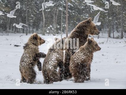 Porta la famiglia nella nevicata. Lei-Orso e portare i cuccioli sulla neve. Orsi bruni nella foresta invernale. Habitat naturale. Nome Scientifico: Ursus Arctos Arct Foto Stock