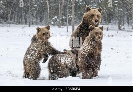 Porta la famiglia nella nevicata. Lei-Orso e portare i cuccioli sulla neve. Orsi bruni nella foresta invernale. Habitat naturale. Nome Scientifico: Ursus Arctos Arct Foto Stock