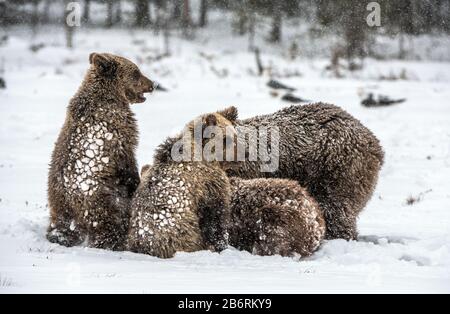 Porta la famiglia nella nevicata. Lei-Orso e portare i cuccioli sulla neve. Orsi bruni nella foresta invernale. Habitat naturale. Nome Scientifico: Ursus Arctos Arct Foto Stock