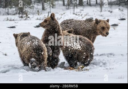 Porta la famiglia nella nevicata. Lei-Orso e portare i cuccioli sulla neve. Orsi bruni nella foresta invernale. Habitat naturale. Nome Scientifico: Ursus Arctos Arct Foto Stock