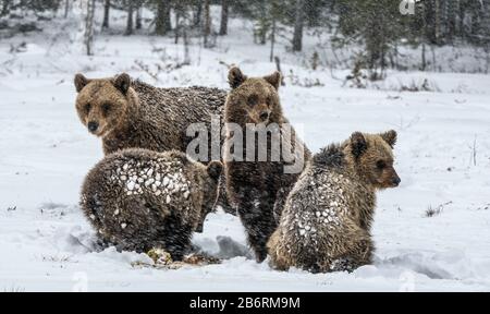 Porta la famiglia nella nevicata. Lei-Orso e portare i cuccioli sulla neve. Orsi bruni nella foresta invernale. Habitat naturale. Nome Scientifico: Ursus Arctos Arct Foto Stock