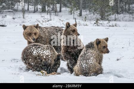 Porta la famiglia nella nevicata. Lei-Orso e portare i cuccioli sulla neve. Orsi bruni nella foresta invernale. Habitat naturale. Nome Scientifico: Ursus Arctos Arct Foto Stock