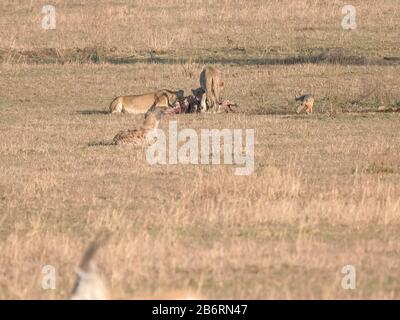tre leoni femmine che si nutrono su una carcassa a serengeti np Foto Stock