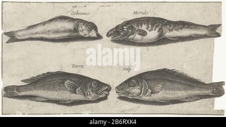 Grondel, bokvis, wijting en een andere vis Vissen (seriettel) Piscivm vivae icones (seriettel) Goby, Bogue, whiting and another Fishy Fish (series title) Piscivm vivae icones (series title) Property Type: Print Serial number: 17 / Item number: RP-P-1979-196 Iscrizioni / Brands: Manufacturer's, Lugt mark : 2228 timbrato : Print maker: Pierre Fire String print of: Adriaen Collaertuitgever: Pierre FirensPlaats manufacture: Print maker: Paris to print by: Antwerpen Editore: Paris Data: 1600 - 1638 caratteristiche Fisiche: Engra material: Paper Technique: Engra (printing proc Foto Stock