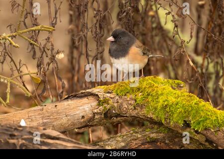 dark-eyed junco (Junco hyemalis), William Finley National Wildlife Refuge, Oregon Foto Stock