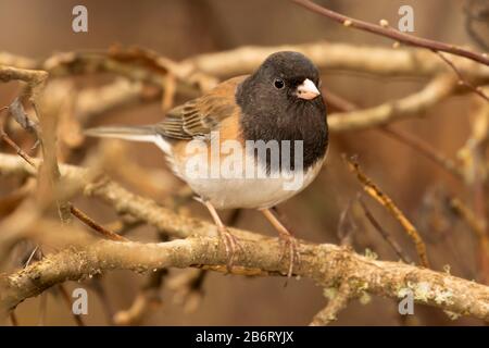 dark-eyed junco (Junco hyemalis), William Finley National Wildlife Refuge, Oregon Foto Stock