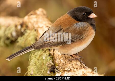 dark-eyed junco (Junco hyemalis), William Finley National Wildlife Refuge, Oregon Foto Stock