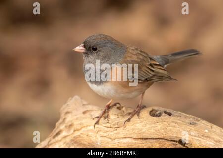 dark-eyed junco (Junco hyemalis), William Finley National Wildlife Refuge, Oregon Foto Stock