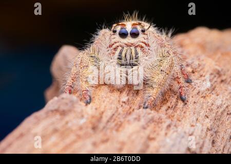 Femmina Phidippus mymistaceus salto ragno su legno in natura. Foto Stock