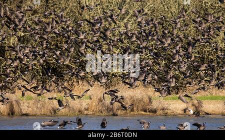 Oche del Canada (Branta canadensis), William Finley National Wildlife Refuge, Oregon Foto Stock