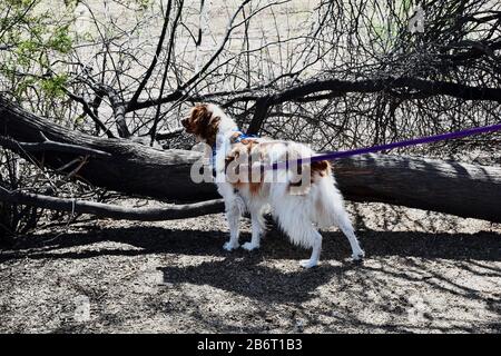 Il cane da caccia ha puntato un coniglio Foto Stock