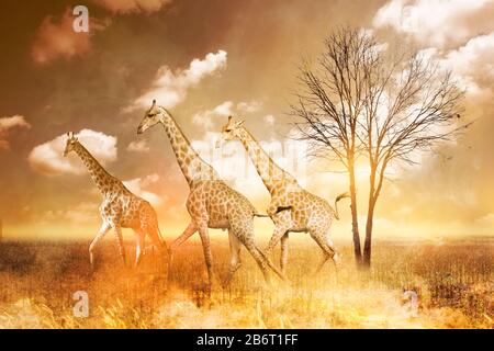 Giraffa con fuoco sullo sfondo. Fuoco di foresta, fuoco selvatico, foresta in fiamme nel fumo. Foto Stock