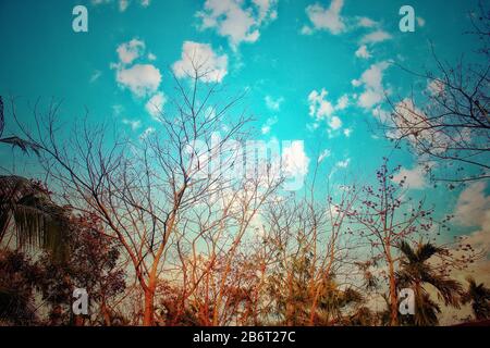 Fotografia di un bell'albero e cielo blu. Foto Stock