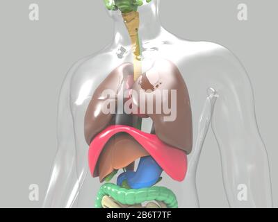 rendering 3d del sistema anatomico del cuore umano Foto Stock