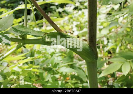Angelica europeo - Wild pianta fucilata in estate. Foto Stock