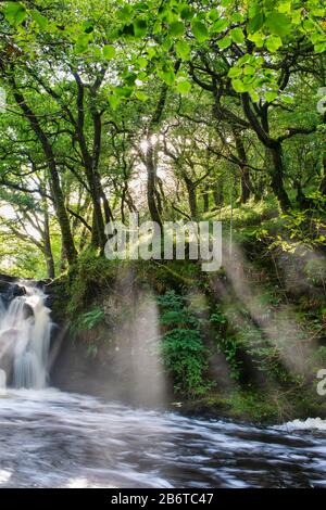 Raggi di luce solare attraverso gli alberi a cascata Covenanters, Santo Linn, Gripple Burn, vicino St Johns Town di Darry, Dumfries & Galloway, Scozia Foto Stock
