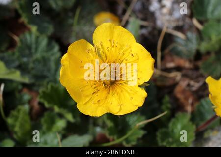 Geum montanum - pianta selvaggia sparata in estate. Foto Stock