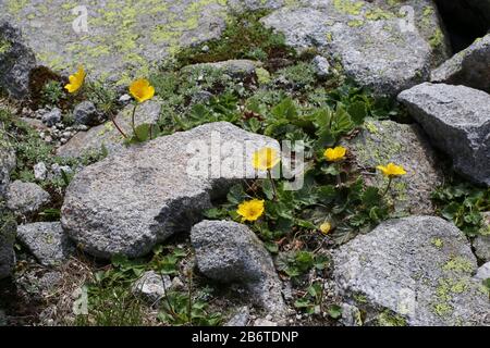 Geum montanum - pianta selvaggia sparata in estate. Foto Stock