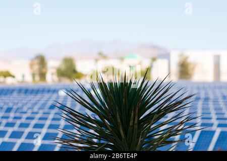 Primo piano. Palma Yucca. Sistema di generazione elettrica di energia solare sfocato e impianto in background. Foto Stock