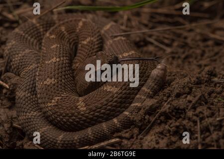 Un serpente del pacifico settentrionale (Crotalus origanus) dalle colline di Berkeley. Questo è solo un serpente del bambino come dimostrato dal suo piccolo sonaglino. Foto Stock