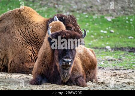 I bisonti americani o semplicemente bison, anche comunemente noto come il bufalo americano o semplicemente di Buffalo, è un North American specie di bisonti che una volta in roaming Foto Stock