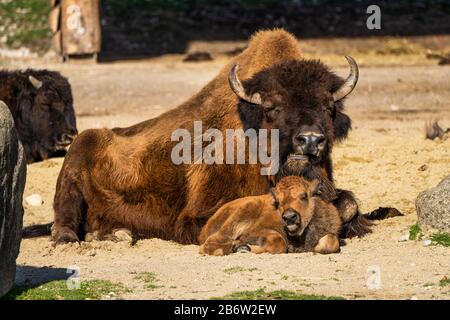 I bisonti americani o semplicemente bison, anche comunemente noto come il bufalo americano o semplicemente di Buffalo, è un North American specie di bisonti che una volta in roaming Foto Stock