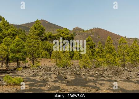 Canary Island Pines (Pinus canariensis), Vista lungo il sentiero escursionistico al vulcano Martin, Cumbre Vieja vicino Fuencaliente, la Palma, Canarie Foto Stock