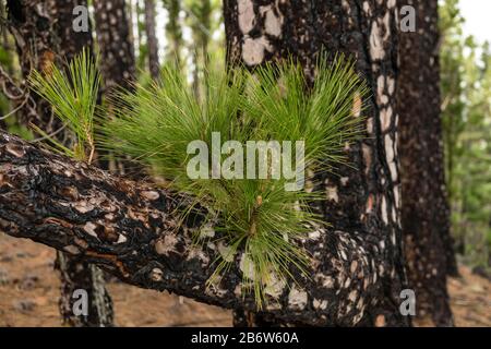 Giovane tiro di un pino dell'isola delle Canarie (Pinus canariensis) dopo il fuoco della foresta, la Palma, Isole Canarie, Spagna Foto Stock