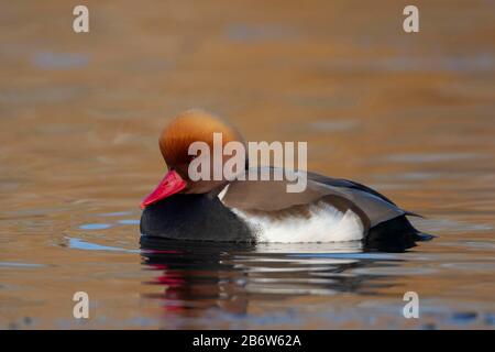 Rosso crestato pochard (Netta rufina) adulto maschio anatra nuoto su un lago, Inghilterra Foto Stock