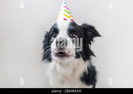 Ritratto divertente di cute sbavatura bordo del cane cucciolo collie indossare compleanno stupido cappello guardando la fotocamera isolato su sfondo bianco. Buon concetto di festa di compleanno. Animali da compagnia divertenti vita Foto Stock