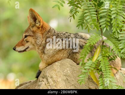 Caminacali neri (Canis mesomelas) che si trovano su una roccia in uno zoo Foto Stock