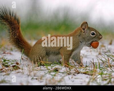 Allerta scoiattolo rosso in piedi sulla neve, tenendo la nocciola in bocca. Foto Stock