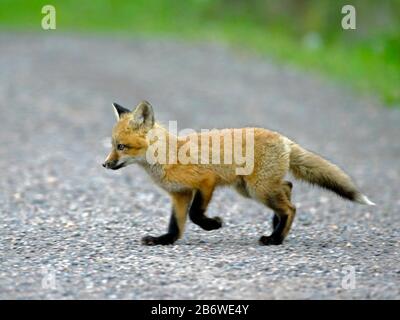 Red Fox cucciolo, poche settimane di strada di attraversamento Foto Stock