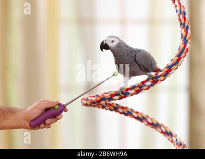 Clicker-training un pappagallo grigio africano (Psittacus erithacus). Germania Foto Stock