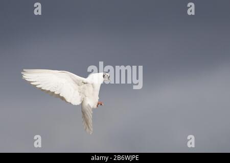 colomba bianca vola nel cielo di primavera Foto Stock