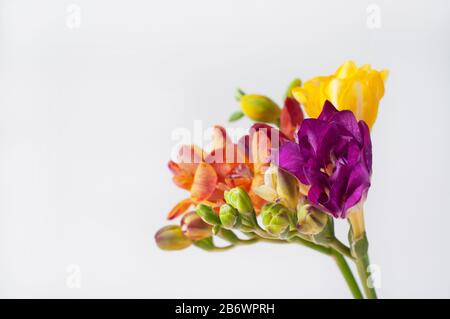 Bel bouquet di fiori freschi di freesia su sfondo bianco. Fiori gialli, arancioni e viola. Foto Stock