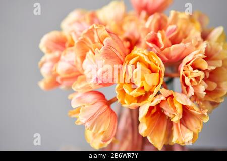 Bella arancio e con striature rosse tulipani in vaso. Fiore sfondo. Sfondo Floreale. Spazio di copia Foto Stock