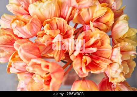Bella arancio e con striature rosse tulipani in vaso. Fiore sfondo. Sfondo Floreale. Spazio di copia Foto Stock