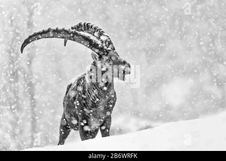 Lo stambecco alpino sotto la caduta di neve estrema (Capra stambex) Foto Stock