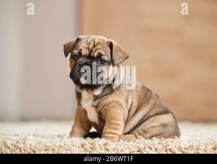 Bulldog francese. Cucciolo seduto su un tappeto. Germania Foto Stock
