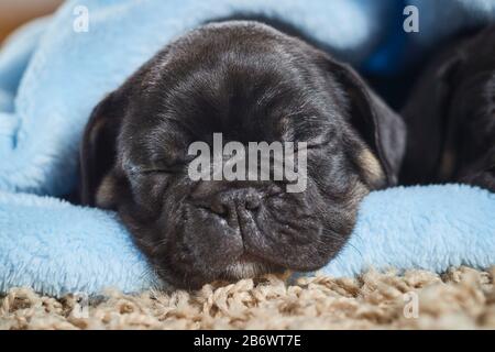 Bulldog francese. Due cuccioli dormono in una coperta azzurra. Germania Foto Stock