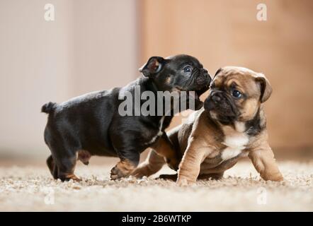 Bulldog francese. Due cuccioli che giocano su un tappeto. Germania Foto Stock