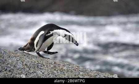 Il pinguino africano sul masso al tramonto. Nome Sceintificic: Spheniscus demersus, conosciuto anche come il pinguino di sciacalli e pe a piedi neri Foto Stock