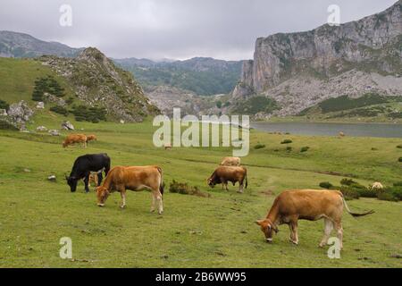 Cangas De Onis, Asturias/Spagna; 05 Agosto 2015. Mucche nei laghi di Covadonga nel Parco Nazionale Picos de Europa. Foto Stock